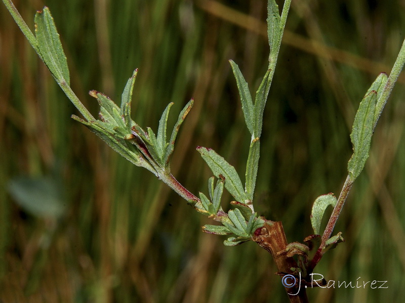 Epilobium tetragonum tournefortii .02