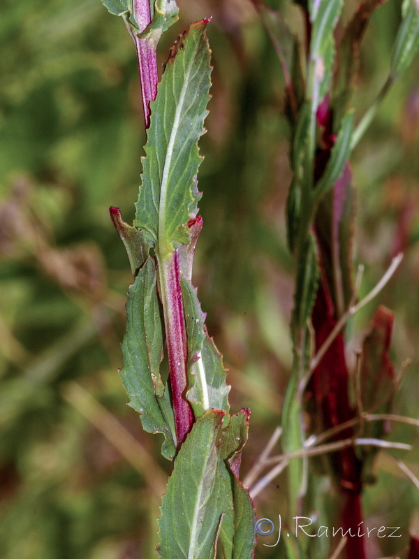 Epilobium tetragonum tournefortii .05