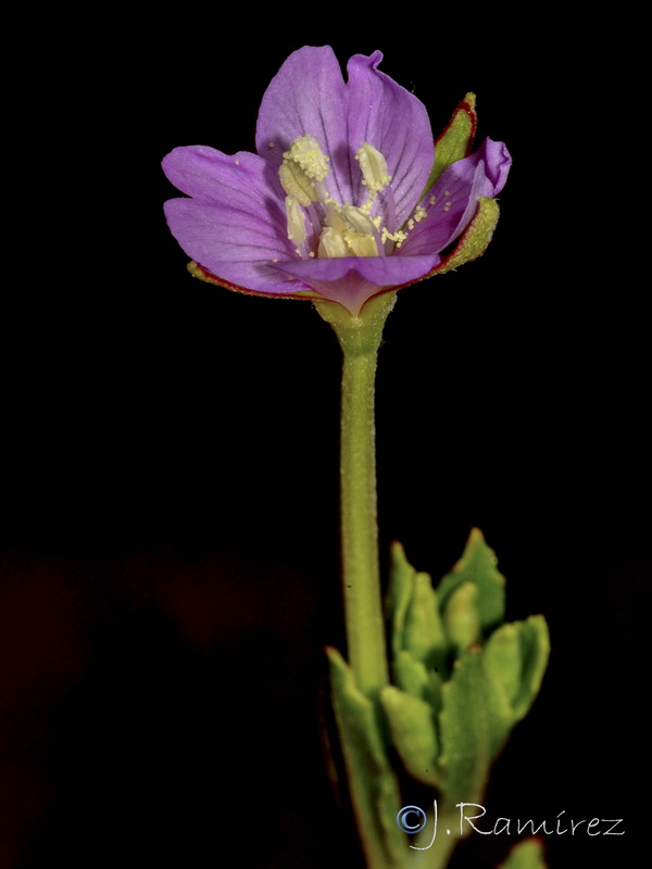 Epilobium tetragonum tournefortii .05