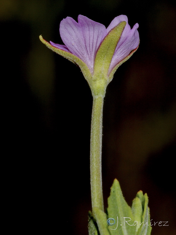 Epilobium tetragonum tournefortii .07