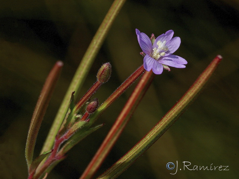 Epilobium tetragonum tournefortii .09