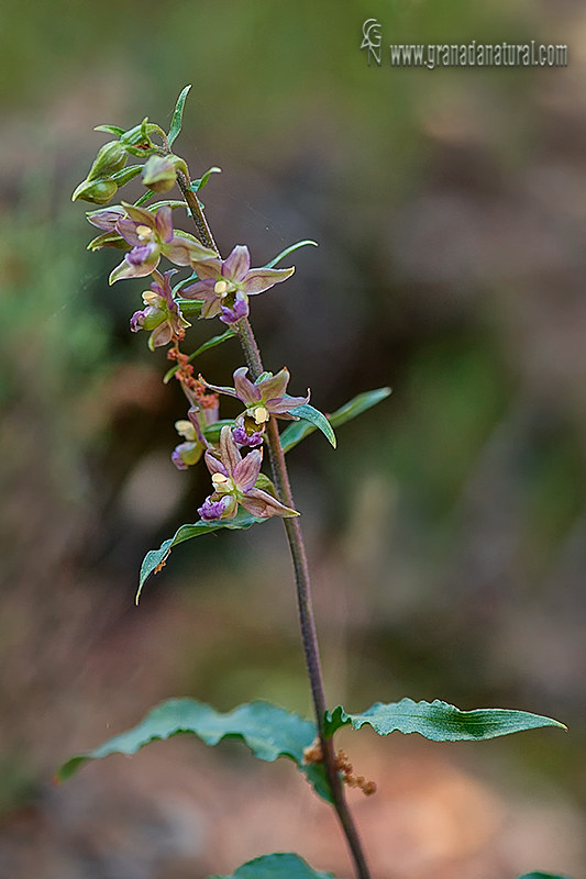 Epipactis cardina