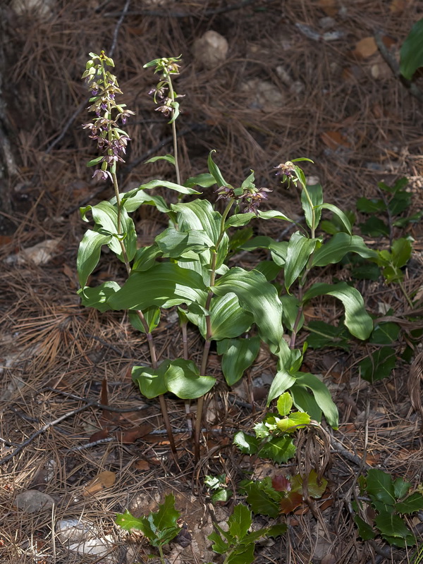 Epipactis cardina.01