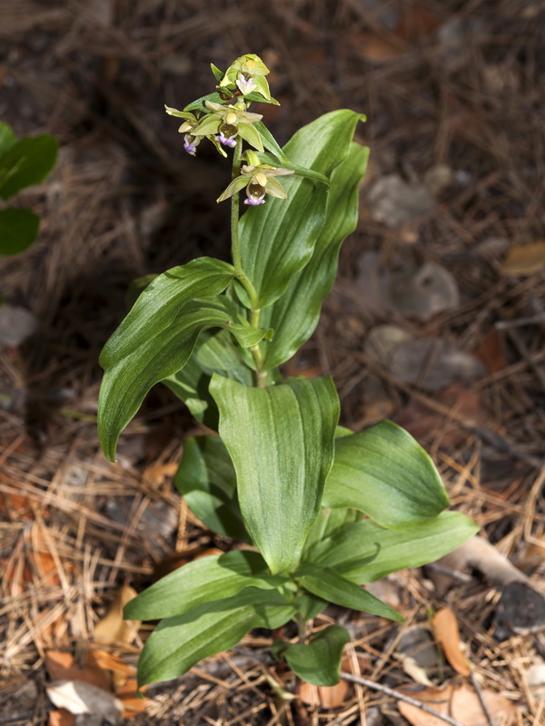 Epipactis cardina.02