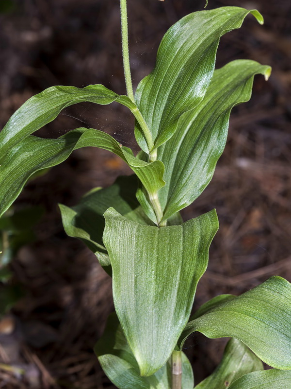 Epipactis cardina.03