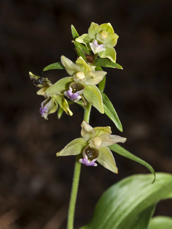 Epipactis cardina.04