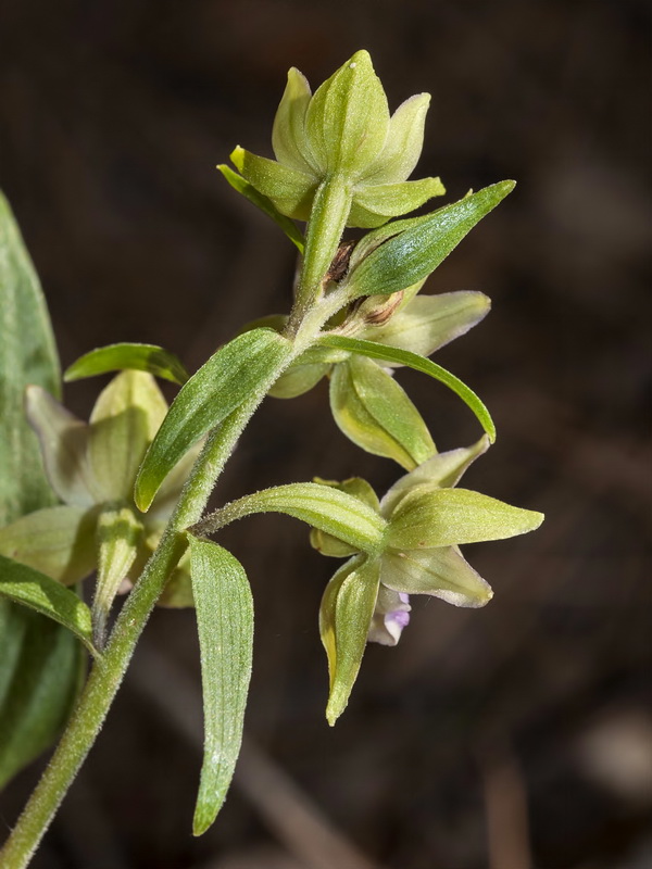 Epipactis cardina.05