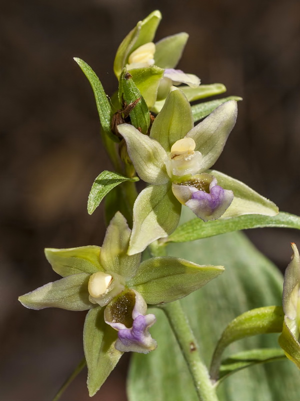 Epipactis cardina.06