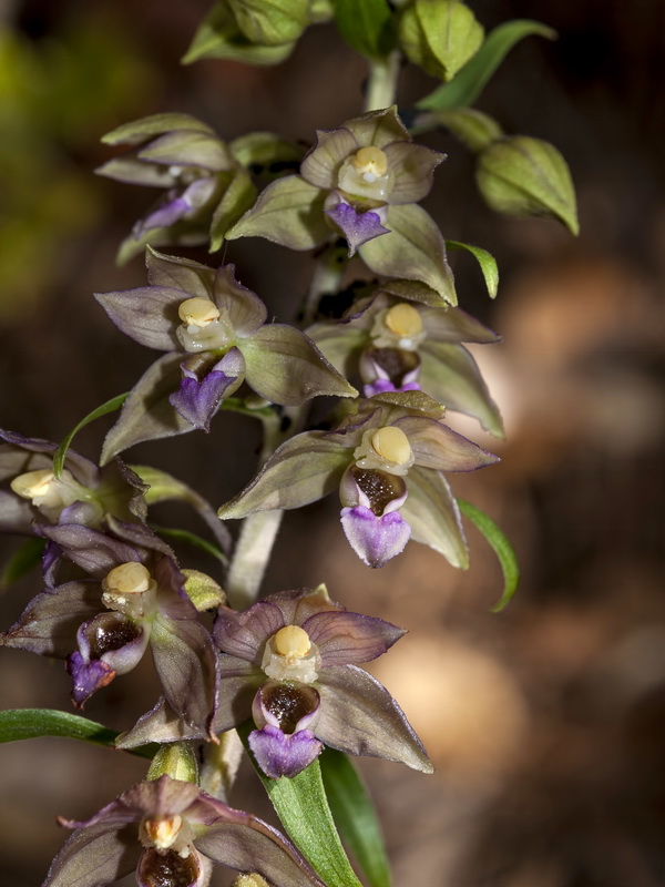 Epipactis cardina.07