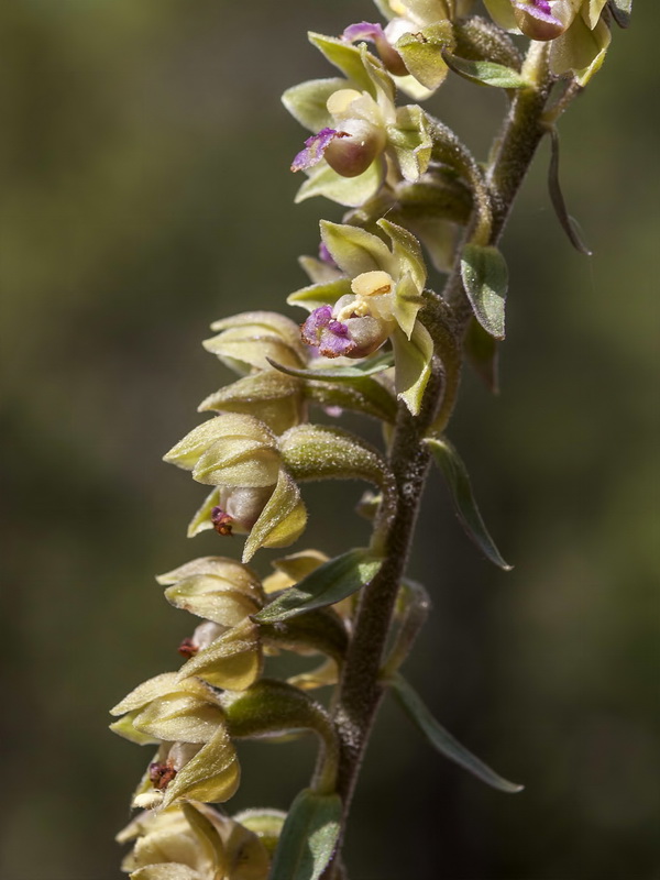 Epipactis cardina.10