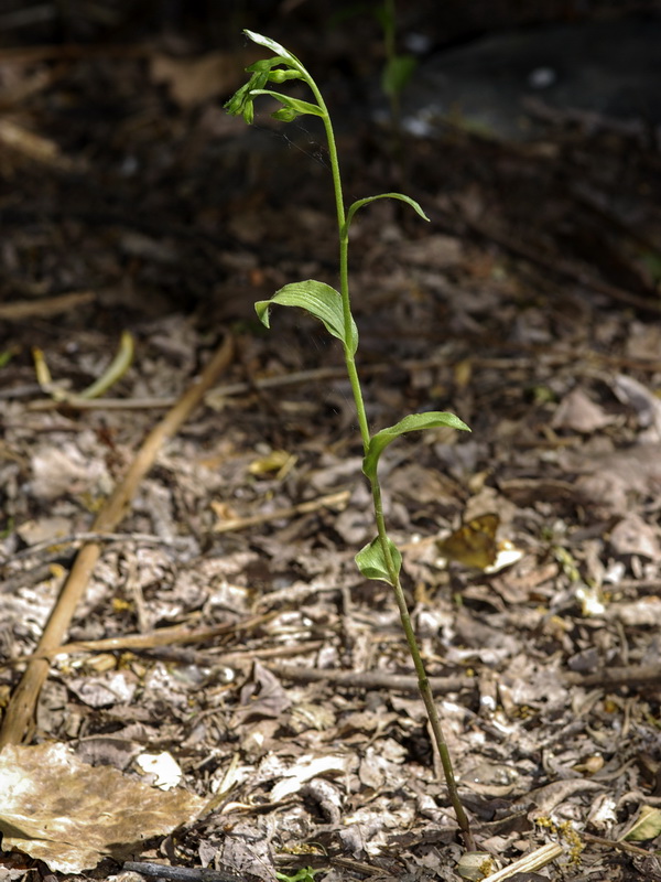 Epipactis fageticola.01