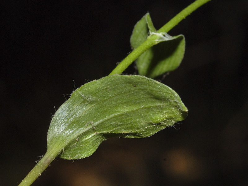 Epipactis fageticola.02