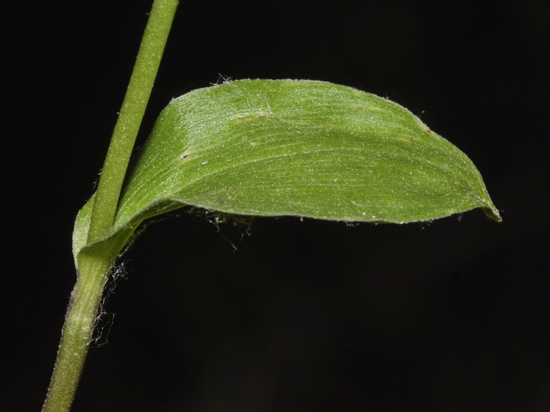 Epipactis fageticola.03