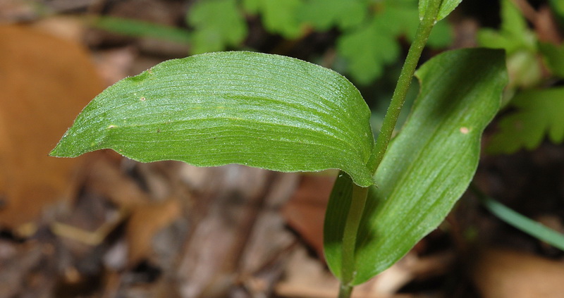 Epipactis fageticola.05