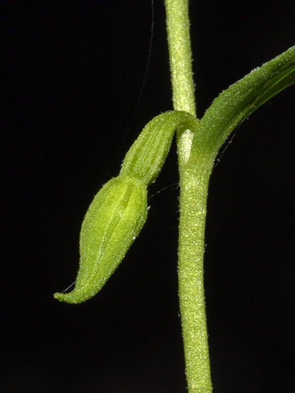 Epipactis fageticola.07