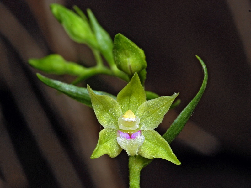 Epipactis fageticola.08