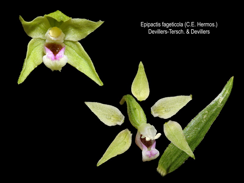 Epipactis fageticola.10