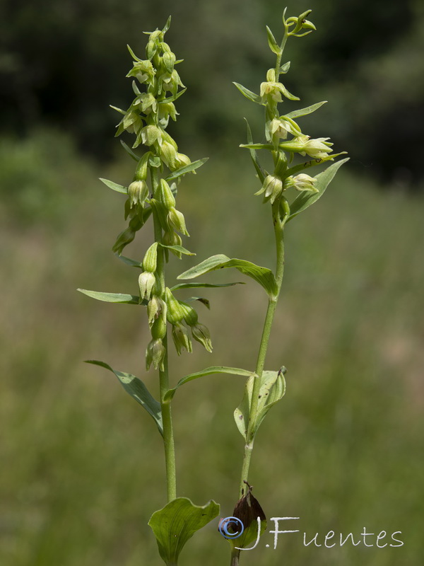 Epipactis fageticola.29