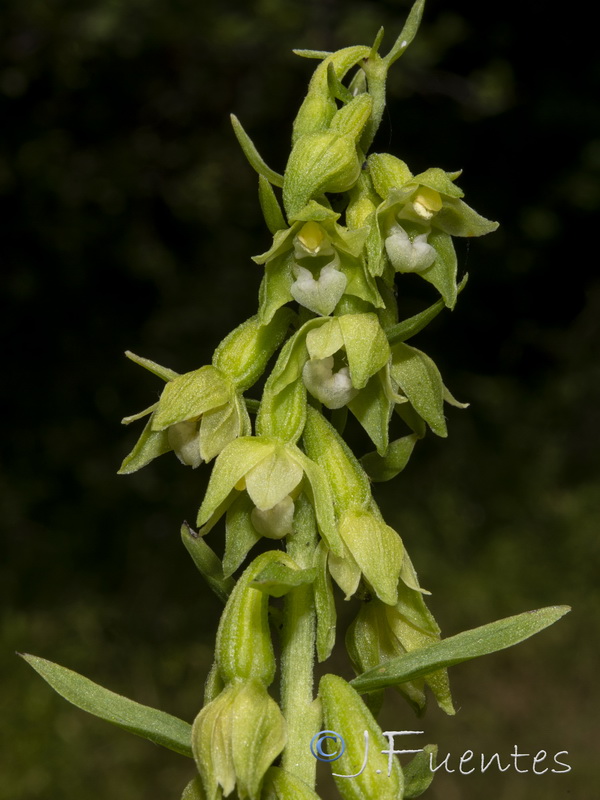 Epipactis fageticola.30