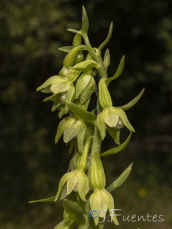 Epipactis fageticola.31