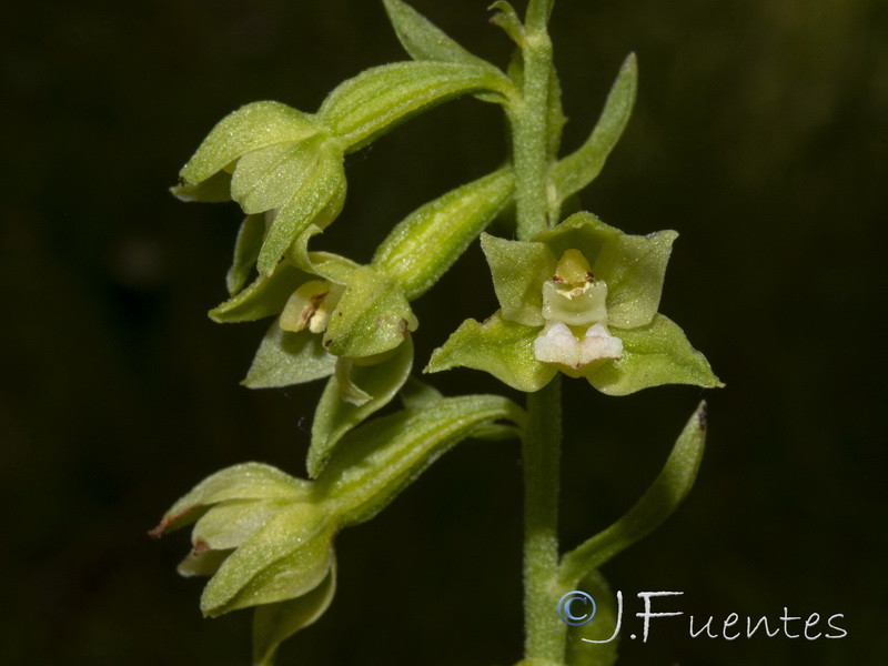 Epipactis fageticola.32