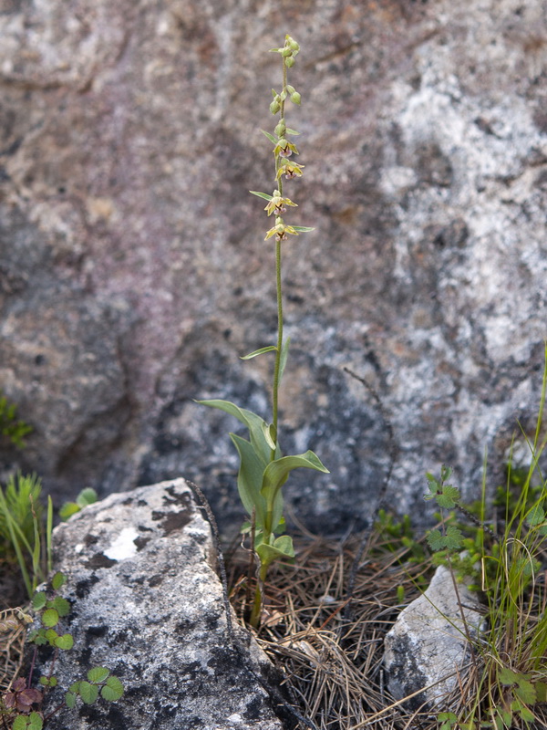 Epipactis kleinii.01