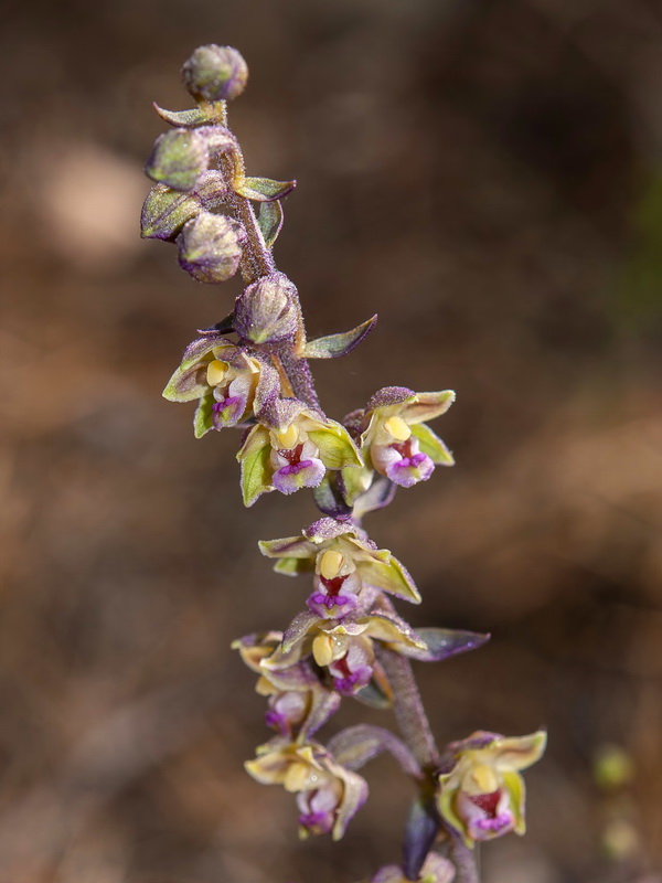 Epipactis kleinii.09