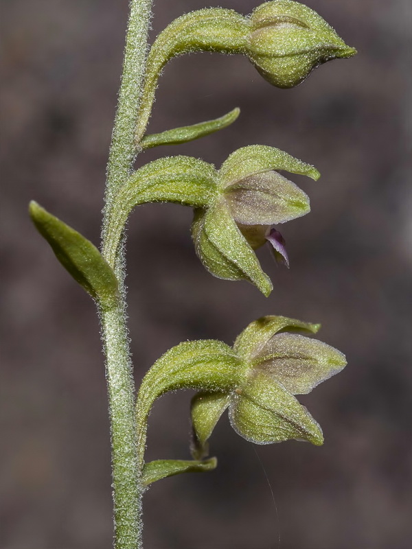Epipactis kleinii.22