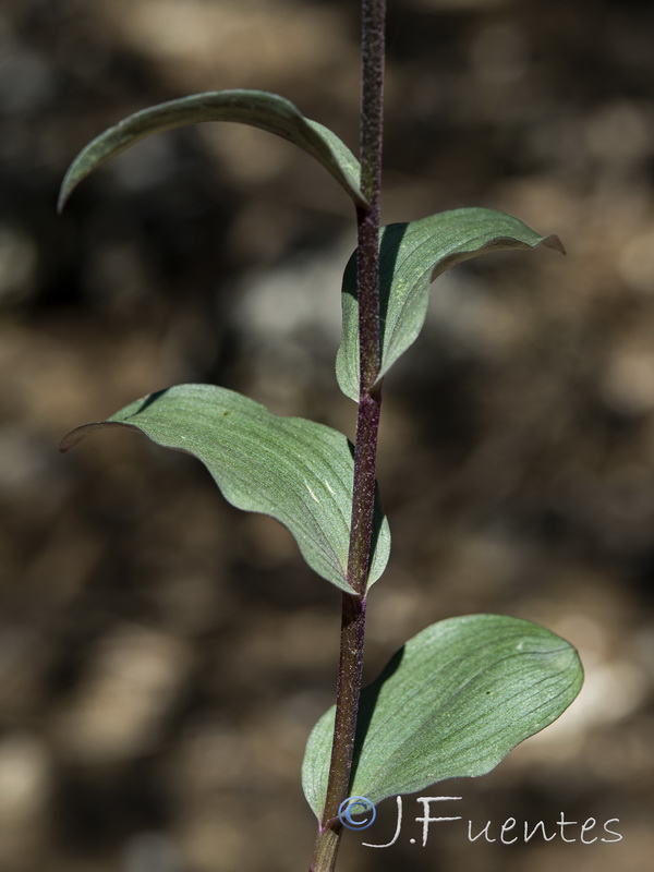 Epipactis kleinii.26