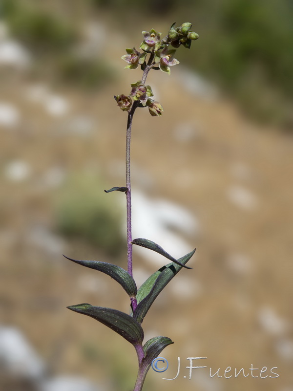 Epipactis kleinii.27