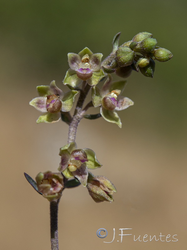 Epipactis kleinii.33