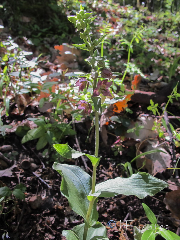 Epipactis lusitanica.01