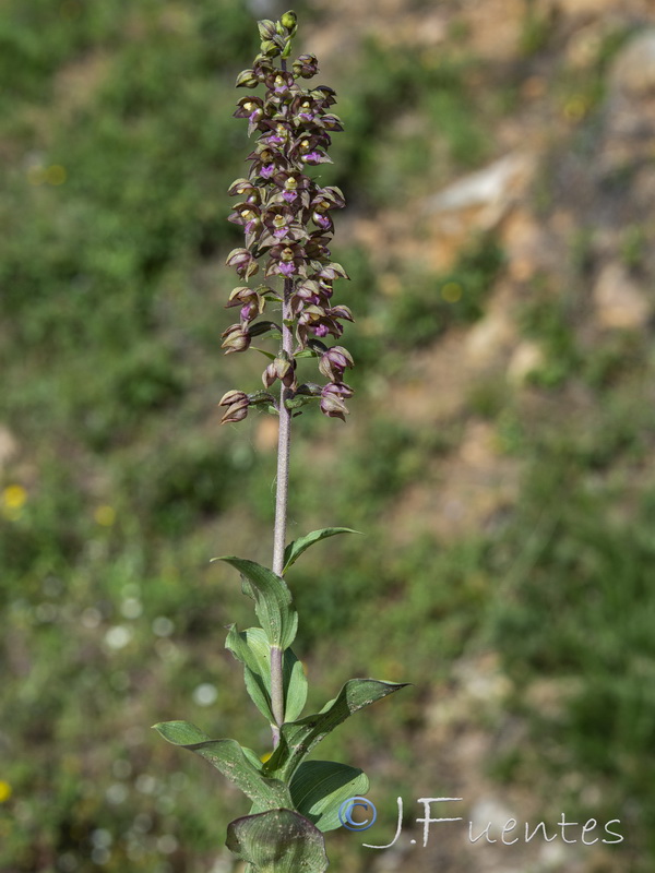 Epipactis lusitanica.08