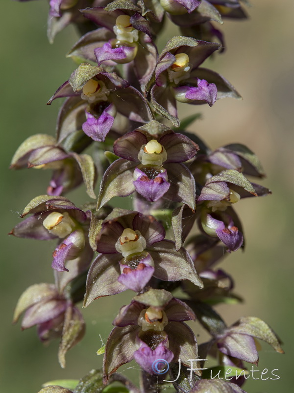 Epipactis lusitanica.09