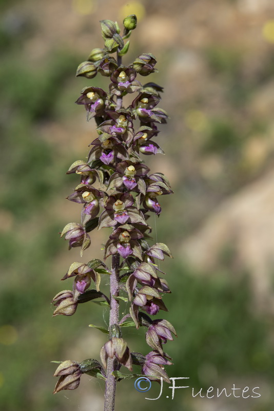 Epipactis lusitanica.10