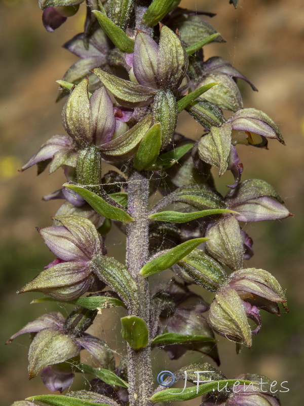 Epipactis lusitanica.06