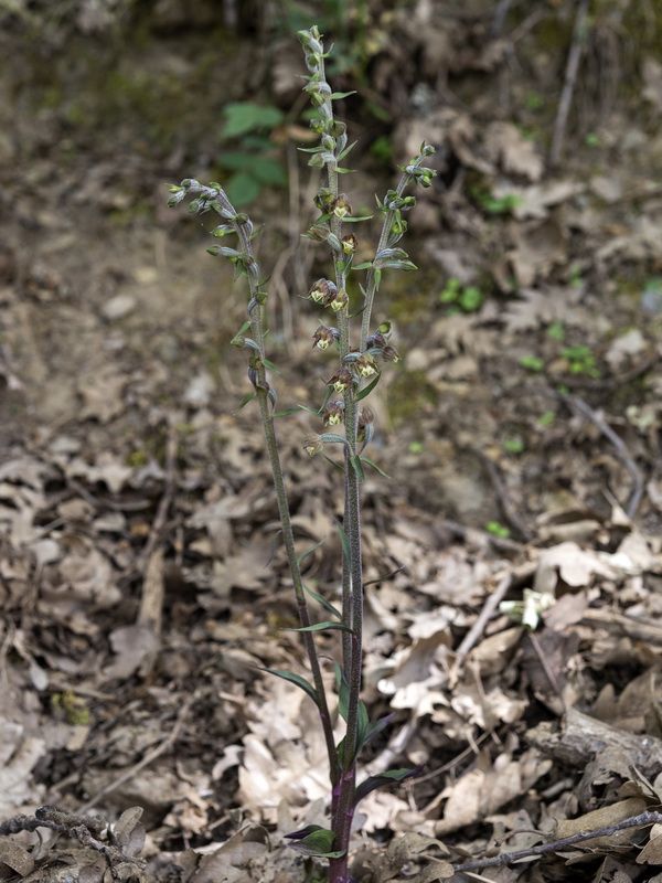 Epipactis microphylla.01