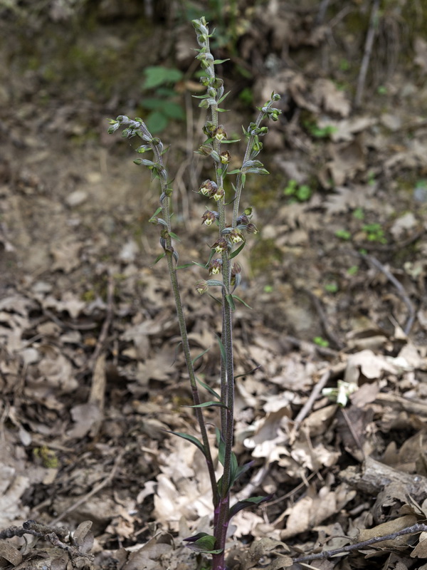 Epipactis microphylla.01