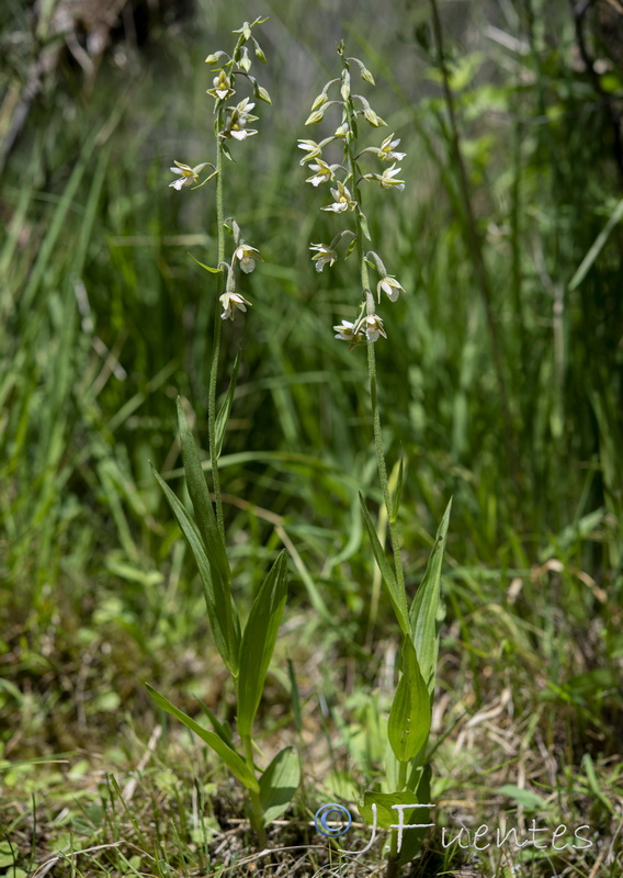 Epipactis palustris.04