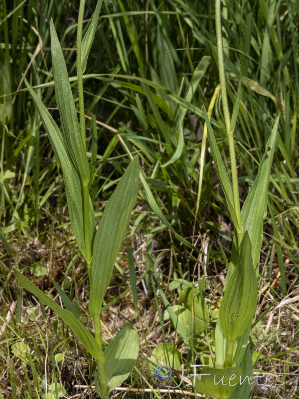 Epipactis palustris.05
