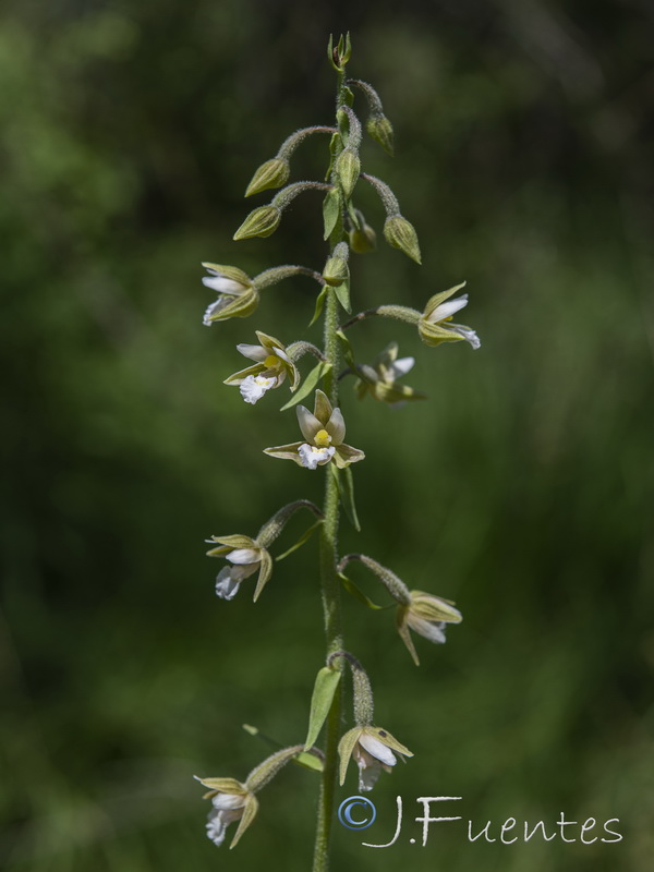 Epipactis palustris.06