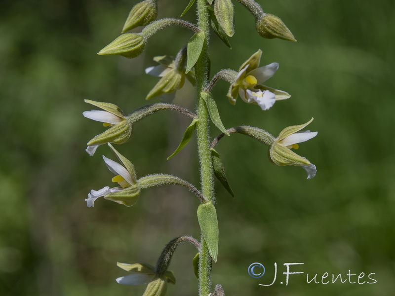 Epipactis palustris.07