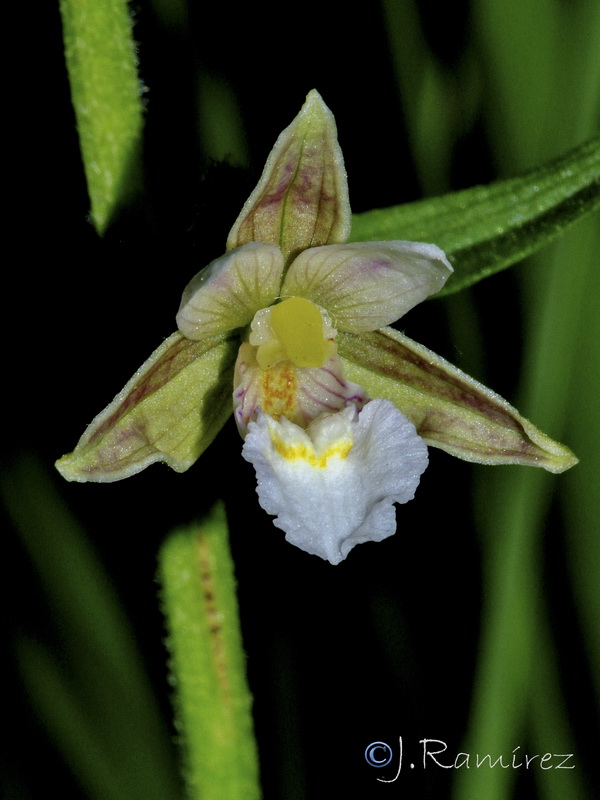 Epipactis palustris.13