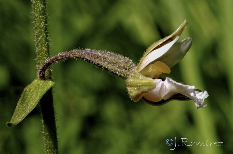 Epipactis palustris.15