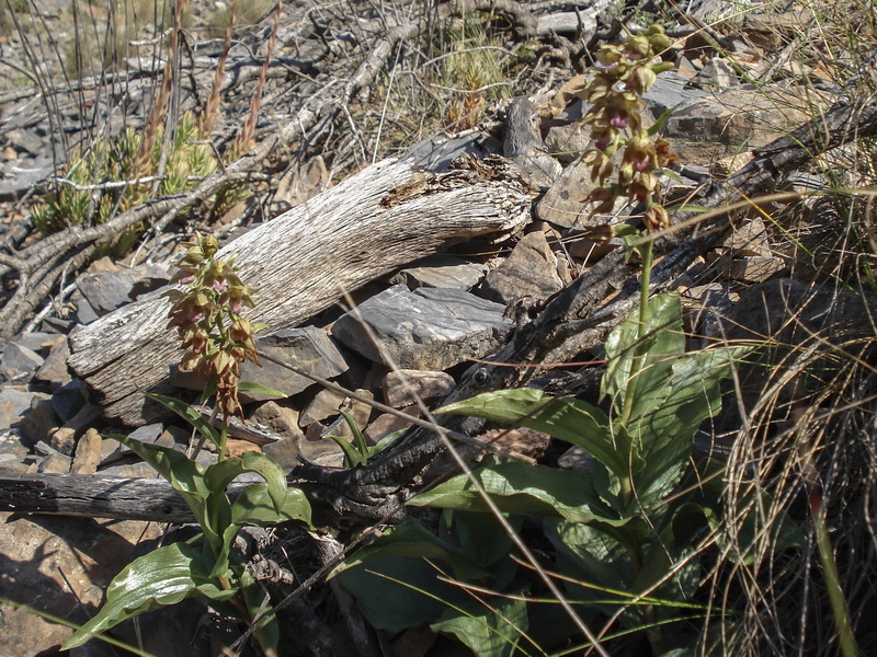 Epipactis tremolsii.01