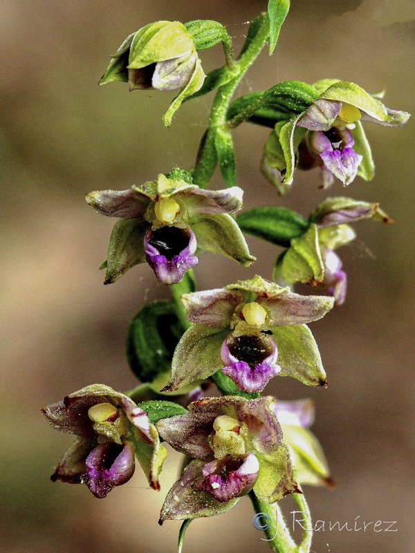 Epipactis tremolsii.16