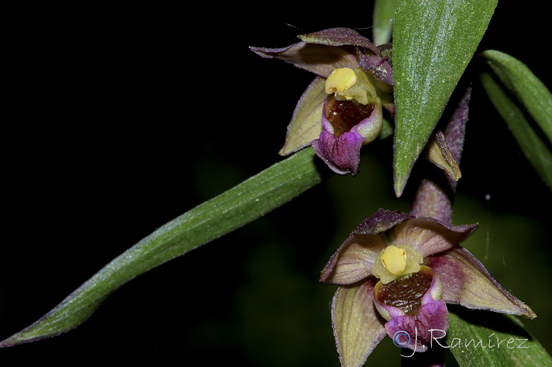 Epipactis tremolsii.18