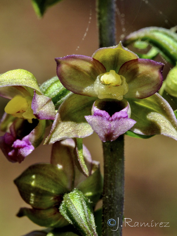 Epipactis tremolsii.19