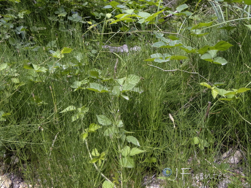 Equisetum palustre.05