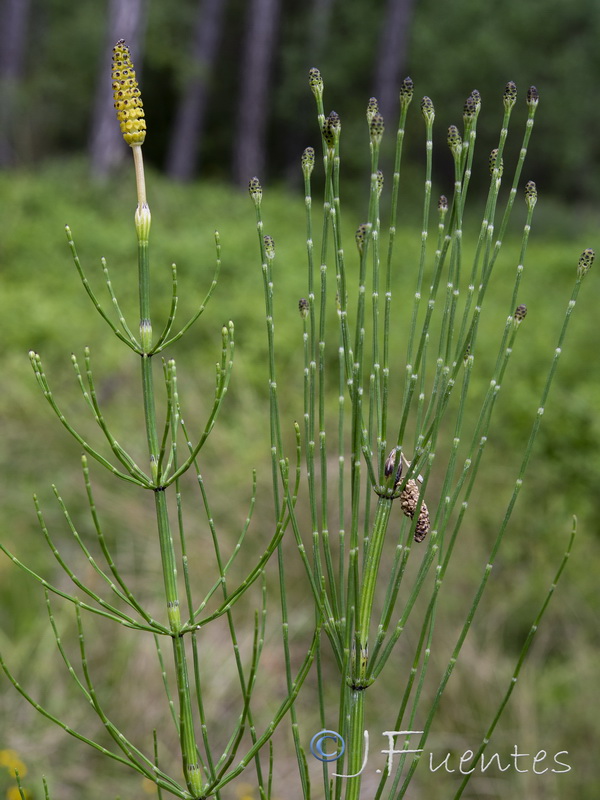 Equisetum palustre.06